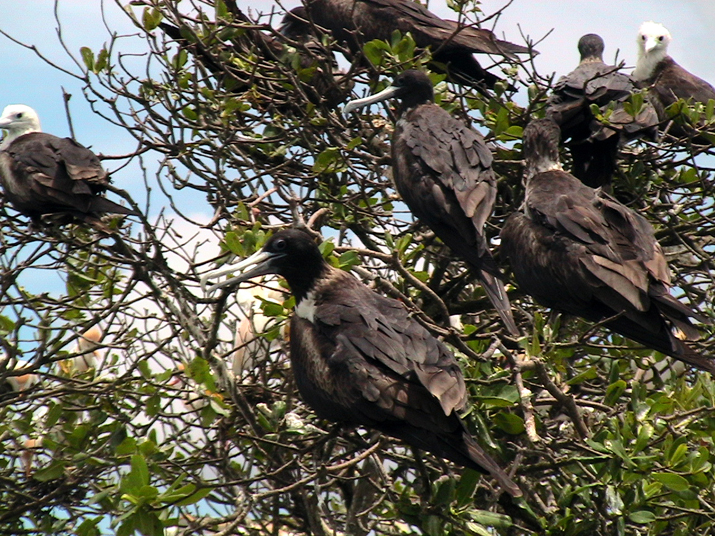 25 - Mangrove 064.jpg
